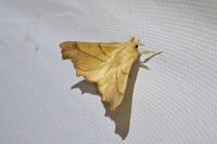 Ennomos fuscantaria