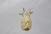 Spilarctia lutea
