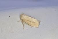 Denticucullus pygmina