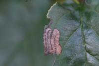 Stigmella catharticella