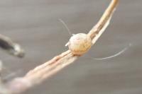 Polymixis argillaceago