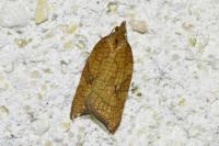 Acleris rhombana