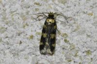 Oegoconia