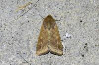 Helicoverpa armigera