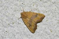 Atethmia centrago