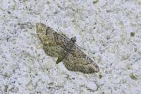 Gymnoscelis rufifasciata