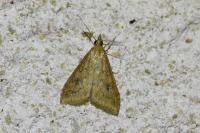 Udea ferrugalis
