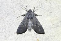 Aporophyla nigra