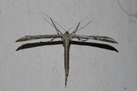 Emmelina argoteles/monodactyla