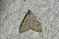 Aplocera efformata/plagiata