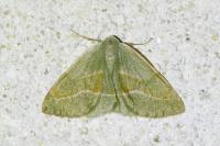 Hylaea fasciaria
