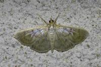 Patania ruralis