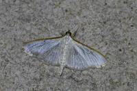 Palpita vitrealis
