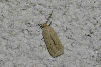 Agonopterix pallorella