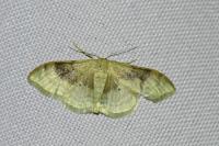 Idaea degeneraria
