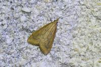 Udea ferrugalis
