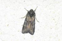 Aporophyla nigra