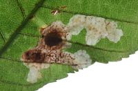 Cameraria ohridella