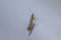 Calybites phasianipennella