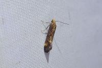 Apodia bifractella