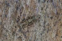 Teleiopsis diffinis