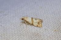 Phalonidia contractana