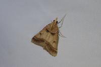 Stemmatophora brunnealis