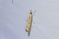 Agriphila geniculea