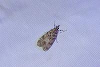 Eudonia mercurella