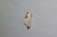 Cilix hispanica