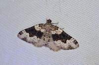 Epirrhoe galiata