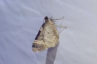 Epirrhoe galiata