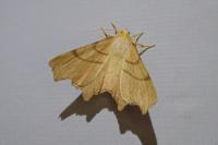 Ennomos erosaria