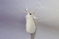 Sphrageidus similis