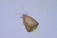 Coenobia rufa