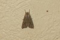 Lithophane leautieri