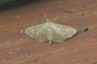 Patania ruralis