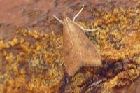 Udea ferrugalis
