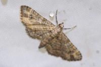 Gymnoscelis rufifasciata