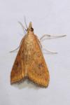 Udea ferrugalis
