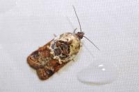 Acleris variegana