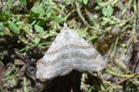 Aplocera efformata/plagiata