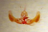 Epiblema cnicicolana