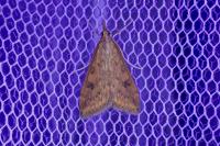 Udea ferrugalis