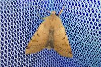 Agrochola lychnidis