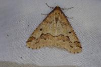 Erannis defoliaria