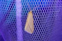 Rhodometra sacraria