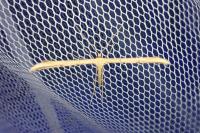 Emmelina argoteles/monodactyla