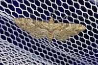 Gymnoscelis rufifasciata