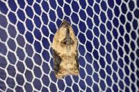Acleris variegana